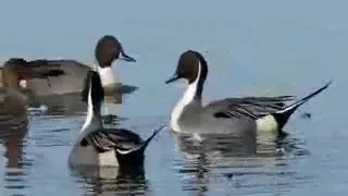 صوت ابو زله ابودريغ بربش لا تنسى لايك واشتراك قناه يعقوب الصياد 