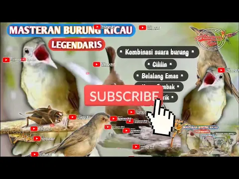 Download MP3 Masteran Burung Legendaris...!!!! CILILIN \u0026 BELALANG EMAS \u0026 KAPAS TEMBAK \u0026 JANGKRIK