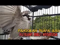 Lagu Suara Burung Kutilang Gacor NGGARUDA TARUNG seperti ini sangat Cepat memancing Kutilang LAIN Gacor