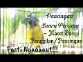Download Lagu Suara Pancingan Percang Bahan, Males Bunyi \u0026 Terapi Harian. Dijamin Auto Nyaaaaut !!!!