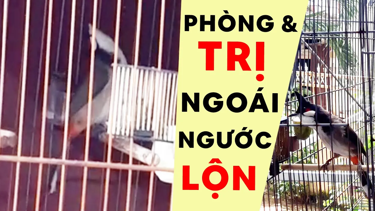 PHÒNG & TRỊ NGOÁI NGƯỚC LỘN TỪ 2 CON CHIM ĐÃ NUÔI - CHÀO MÀO HÓT ĐẤU