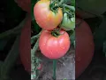 Download Lagu 🍅👇 Colorful Tomato Harvest – So Many Unique Varieties!