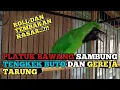 Download Lagu FAVORIT JURI..!!!PANCINGAN CUCAK IJO ISIAN PELATUK BAWANG SAMBUNG TENGKEK BUTO DAN GEREJA TARUNG.