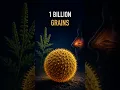 Ragweed Allergy Explained The Billion-Grain False Alarm