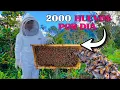 Download Lagu Esto es todo el  proceso que debemos hacer  para obtener la MIEL DE ABEJA - NATHALIA