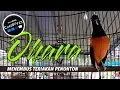 Download Lagu Kualitas Murai 3 MILYAR | Suara Tembakan OHARA Menembus Teriakan Penonton