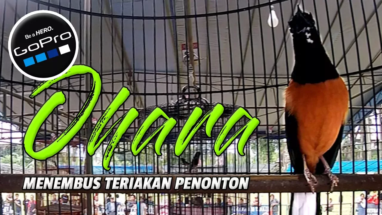 
          
          
          
            
            Kualitas Murai 3 MILYAR | Suara Tembakan OHARA Menembus Teriakan Penonton
          
        . 