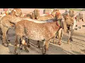 Lagu Goats Farming December 19, 2025 مقابلہ بکری مکھی چینی Makkhi Chini bakri 