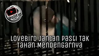 Download Lovebird Betina Birahi Tinggi Menuju konslet Jebol Birahi Emosi MP3