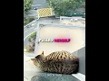 Lagu The Most Heartwarming Cat Rescue 🐱❤️ #shorts