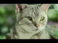 Test 2K Samsung