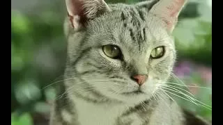 Test 2K Samsung