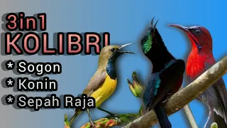 3 in 1 suara burung kolibri sogon konin dan sepah raja