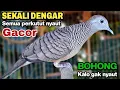 Lagu Perkutut lokal gacor suara BESAR Ampuh memanggil lawan BUNYI EMOSI manggung