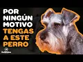 SCHNAUZER 7 RAZONES PARA NO TENERLO