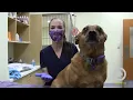 How to Express Dog Anal Glands Proper Technique for Dog Anal Gland Expression