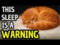 If Your Cat Sleeps Like This It Could Be a Warning Most Owners Miss This