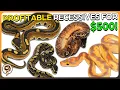 5 Recessive Genes that will Kick-start your Ball Python Breeding for 500 or less