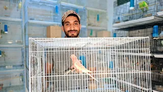 زيارة عند انور ورانا سلالة البورغ فوربيس اكولي هوكو مع اهم المعلومات مفيدة في طيور 