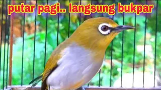 Download Masteran Pleci Biar Gacor Di Pagi Hari MP3