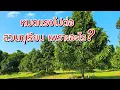 Download Lagu หมดแรงไปต่อ สวนทุเรียน เพราะอะไร ?