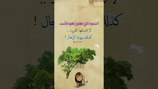 الشجرة التي يجلس تحتها الأسد لا تتسلقها القرود كذلك بيوت الرجال Shorts Reels Explore  الشجرة التي يجلس تحتها الأسد لا تتسلقها القرود كذلك بيوت الرجال Shorts Reels Explore