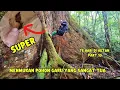 Jika pohon gharu tandanya seperti ini pasti ada isi/ 75 hari di dalam hutan part#10 _#kayugaharu 
