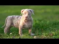 MERLE - Dog coat AMERICAN BULLY What You Need To Know
