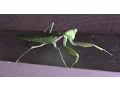 Download Lagu African Mantis Aka Giant African Mantis Aka Bush Mantis