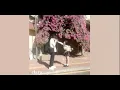 Download Lagu I'll Like You (ILLIT) [1 Hour Loop Ver.]
