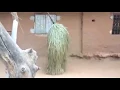 Download Lagu Kumpo appears in village
