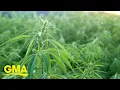 Trailblazers in NY cannabis market represent equity in a budding industry