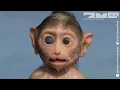 Download Lagu Robot Monkey Goes Fishing!