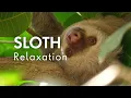 Sloth Relaxation Relaxing Music For Stress Relief