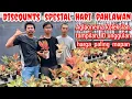 Lagu Spesial hari pahlawan,Aglaonema mEnawan harga sangat mapan| harga aglonema koleksian TOP masuk2 