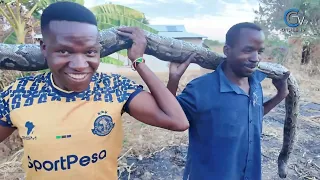 12 foot giant snake killed in tabora after attempting to swallow a woman
