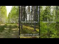 The Diversity of Forestry