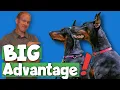 Black and Rust Dobermans Why They re the Best