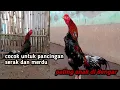 Lagu Suara ayam Bangkok berkokok. Serak \u0026 merdu. Cocok untuk pancingan