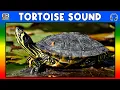 Download Lagu 🐢 TORTOISE SOUND - TORTOISE SOUND EFFECT - SOUND OF TORTOISE - NOISE OF TORTOISE