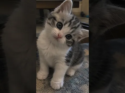Siapa sangka, anak kucing kecil ini bisa menyembuhkan kesepian seorang wanita!β#shorts#kucing