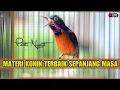 Download Lagu PANCINGAN KONIN GACOR FULL TEMBAKAN ISIAN MEWAH!! COCOK BUAT MASTERAN KOLIBRI NINJA BAHAN IJOAN