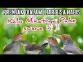 Download Lagu MP3  Prenjak Starter Ribut Paling Jitu Untuk Manggil Burung  Prenjak