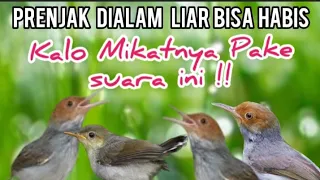 mp3 prenjak starter ribut paling jitu untuk manggil burung prenjak