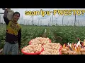Download Lagu POULTRY SA LUCKY FARM