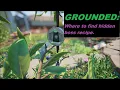 Grounded Broodmother BLT recipe location