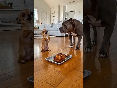 The dog wanted to play a joke, but.😂doglovers😻dog videos🐈funny animals🐈🐾🎬cute haw haw  #shorts