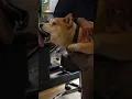 Dog with HIP PROBLEMS visits the ANIMAL CHIROPRACTOR