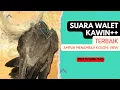 Download Lagu SUARA PANGGIL WALET KAWIN JERNIH DAN KENCANG | FREE DOWNLOAD