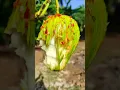 Download Lagu Mango 🌶️ 🤯 Spicy
